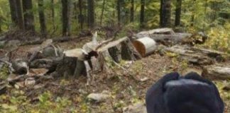 Mafia lemnului, peste 20 de ani de puscarie. Seful si locotenetii bagati la zdup