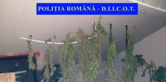 Iesean din Tomesti dus la arestare pentru ca plantase canabis in gradina