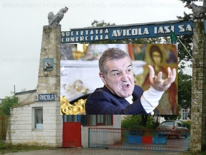 Avicola Iasi si Gigi Becali