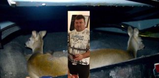 Lupul de strajă la oi! Paznicul statului la braconaj cu caprioare in portbagaj