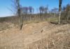 Imaginile apocalipsei în pădurea Dobrovăț: 10.000 metri cubi de arbori tăiați ‘’cu acte’’