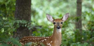 O caprioara a fost filmata in Copou. Video
