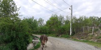 Barbat din Parcovaci ucis in bataie de un tanar drum in Parcovaci