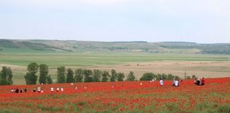 Camp de maci din judet vedeta week-endului prelungit. Sute de ieseni au venit pentru poze campul de maci Vladeni