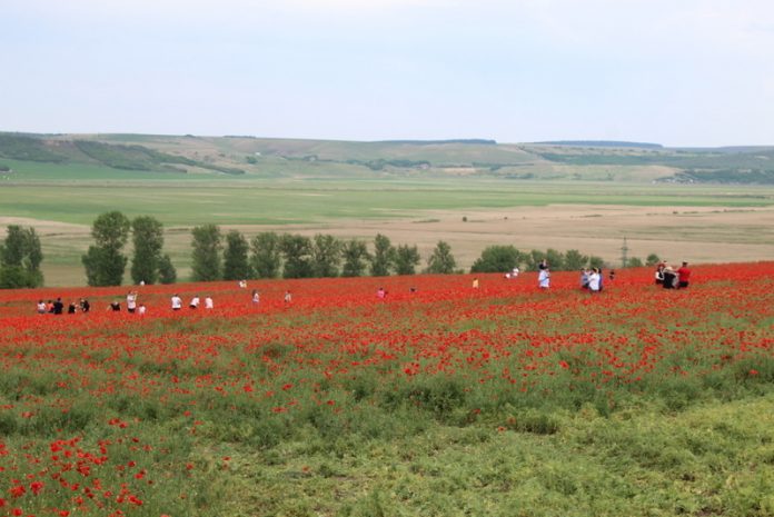 campul de maci Vladeni