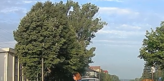 Femeie lovita pe trecerea de pietoni de o ambulanta la Podu lloaiei femeia lovita de ambulanta la Podu Iloaiei-1