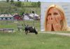 In parcul de 10 miliarde facut de Udrea la Iasi pasc acum vacile si oile parcul de la Bals si Elena Udrea