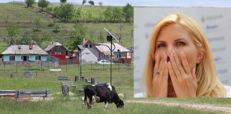 In parcul de 10 miliarde facut de Udrea la Iasi pasc acum vacile si oile parcul de la Bals si Elena Udrea