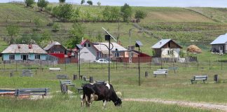 O ieşeancă a obţinut daune de la vecini după ce i-a murit vaca! Uite câţi bani a primit femeia prin sentinţă! (EXCLUSIV) O vaca pe camp