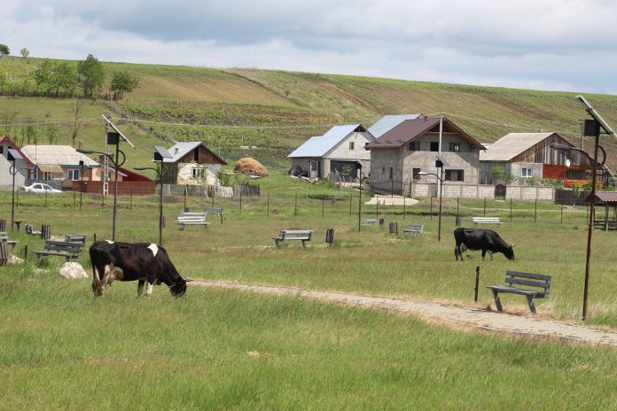 vaci pe camp in judetul Iasi