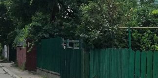 Ieșean sfâșiat de câinele său în curtea casei. ”Și-a înfipt colții în fața lui”