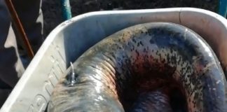 Monstru uriaș capturat zilele trecute din apele Prutului. Video