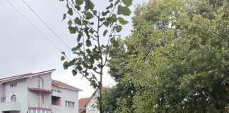 Cartierul Frumoasa din Iași a devenit mai verde cu 250 arbori. Video Inamstro plantare arbori