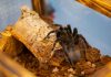 The Taranterra Project aduce în Palas o expoziție cu 36 de tarantule vii taranterra