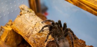 The Taranterra Project aduce în Palas o expoziție cu 36 de tarantule vii taranterra