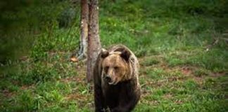 Un urs fantomặ ȋn pặdurea Dobrovăț. Pădurarii ieşeni i-au dat de urmặ