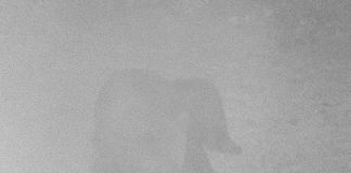 Ursul de la Dobrovăţ s-a lăsat filmat. Primarul în rol de regizor