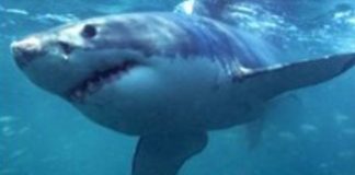 Româncă ucisa de rechin în stațiunea egipteana Hurghada