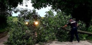 Scandal, pe drumul public! Şosea blocată cu crengi, pentru o bătaie ca-n filme! (EXCLUSIV) Un politist incearca sa degajeze un drum de crengile cazute din copaci