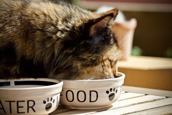 hrana pentru pisici