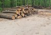 Ikea, genocid forestier în coasta Iașului. Statul a  aprobat cote triple de tăiere magnatului mobilei taiere Ikea Popesti-Madarjac