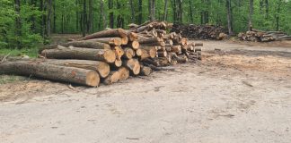 Ikea, genocid forestier în coasta Iașului. Statul a aprobat cote triple de tăiere magnatului mobilei taiere Ikea Popesti-Madarjac