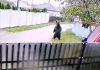 Alertă! O ursoaică cu doi pui a intrat într-o gospodărie din județul Iași. Video urs la Ciohorani