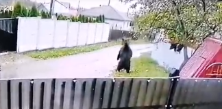 Alertă! O ursoaică cu doi pui a intrat într-o gospodărie din județul Iași. Video urs la Ciohorani