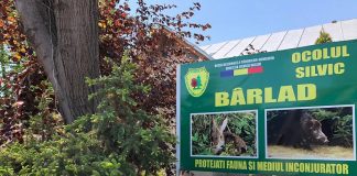 Inginer silvic reținut de procurorii ieșeni. Și-a adus tatăl și au furat de zeci de ori din pădurea statului Ocolul Silvic Bârlad