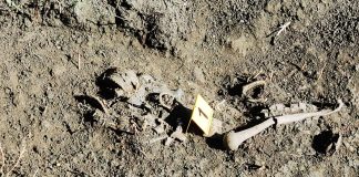 Gropi comune cu soldați uciși descoperite lângă Iași. Parchetul militar a deschis o anchetă. Galerie foto oseminte Horlești-