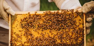 Caz ciudat, în instanţele din Iaşi! Apicultor, obligat să achite daune vecinului din pricina albinelor sale! (EXCLUSIV) Albine