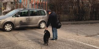 Video! Emoționanta poveste a lui Hachiko de Iași. Câinele care livrează corespondența în Nicolina Constantin Iftime și Negruțu