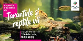 „Expoziția Educativă de Tarantule și Reptile Vii” revine la Palas cu exemplare noi și spectaculoase!