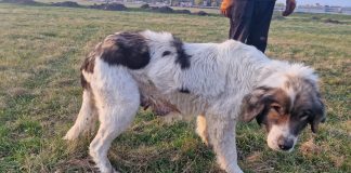 Orașul lui Chirica: un copil de 13 ani s-a aruncat în Bahlui după ce a fost atacat de o haită de câini