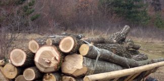 Cum se fură păduri în judeţul Iaşi! Opt persoane au fost condamnate în acelaşi dosar! (EXCLUSIV)