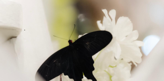 Vino să admiri zeci de fluturi și mii de albine vii, la Palas! expozitie de fluturi Palas