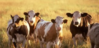 Răzbunare de tip mafiot! Acuzat că a tăiat jugulara unui animal!