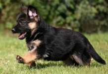 Scene de groază, în Iaşi! A lovit un câine cu piciorul, fără pic de milă! (EXCLUSIV) pui caine ciobanesc german