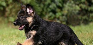 Scene de groază, în Iaşi! A lovit un câine cu piciorul, fără pic de milă! (EXCLUSIV) pui caine ciobanesc german