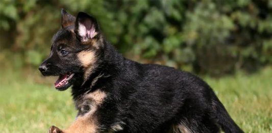 pui caine ciobanesc german