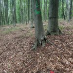 tăieri ilegale Dobrovăț