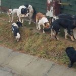 câini vagaboni Răducănen