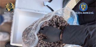 Prinşi în trafic cu 3,5 kg de canabis, la Iaşi! Anul Nou le-a adus „brăţări”… de oţel!