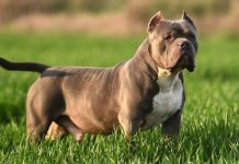 Proprietară de câine – 6 luni de închisoare, cu suspendare, pentru atacul animalului! Daune de zeci de mii de lei! (EXCLUSIV)