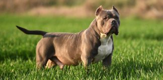 Proprietară de câine – 6 luni de închisoare, cu suspendare, pentru atacul animalului! Daune de zeci de mii de lei! (EXCLUSIV)