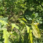 terenul de la Tăcuta replantat de Dobre