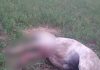 FOTO! Incident șocant în Comarna. Un localnic și-a găsit calul împușcat