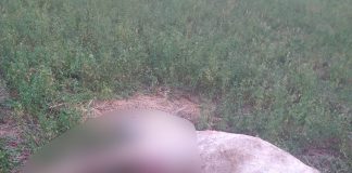 FOTO! Incident șocant în Comarna. Un localnic și-a găsit calul împușcat